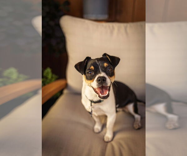 Medium Photo #4 Mutt Puppy For Sale in Bellevue, WA, USA