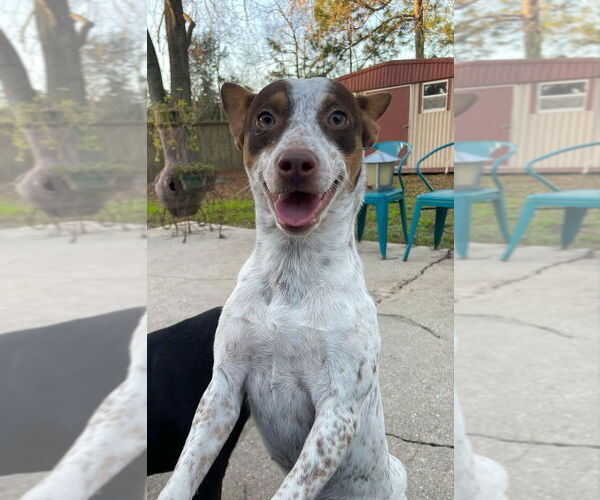 Medium Photo #1 Mutt Puppy For Sale in Abbeville, LA, USA