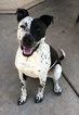 Small Photo #1 German Shorthaired Pointer-Unknown Mix Puppy For Sale in SURPRISE, AZ, USA