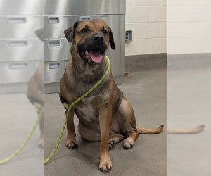 Labrador Retriever-Unknown Mix Dogs for adoption in Forestville, MD, USA