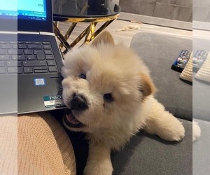 Chow Chow Puppy for sale in LOS ANGELES, CA, USA