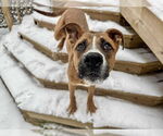 Small #1 Boxador