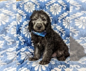 Goldendoodle (Miniature) Puppy for sale in QUARRYVILLE, PA, USA