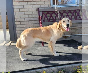 Golden Retriever Dogs for adoption in Grovertown, IN, USA