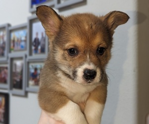 Pembroke Welsh Corgi Puppy for sale in VANCOUVER, WA, USA