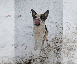Chandler - Male Mutt Dog for Adoption - Photo #3