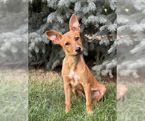 Medium Photo #2 Mutt Puppy For Sale in Sandy, UT, USA