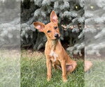 Small #1 Mutt