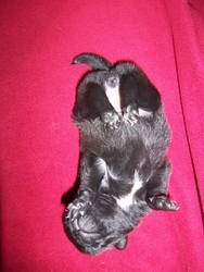 Pug Puppy for sale in Sebastian, FL, USA