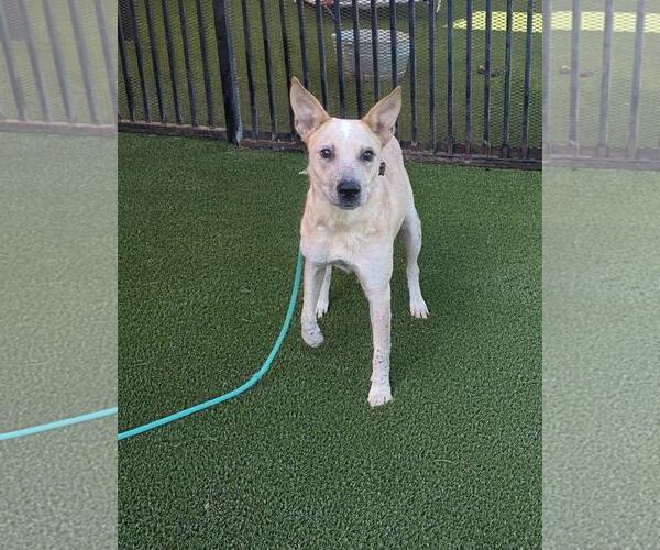 Medium Photo #3 Mutt Puppy For Sale in Rockwall, TX, USA