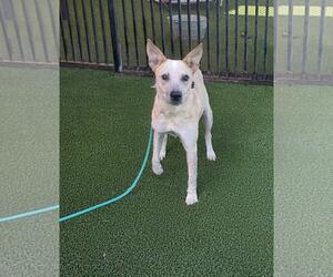 Ariel - Female Mutt Dog for Adoption - Photo #3