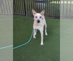 Small Photo #3 Mutt Puppy For Sale in Rockwall, TX, USA