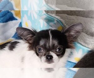 Chihuahua Puppy for sale in WITTMANN, AZ, USA