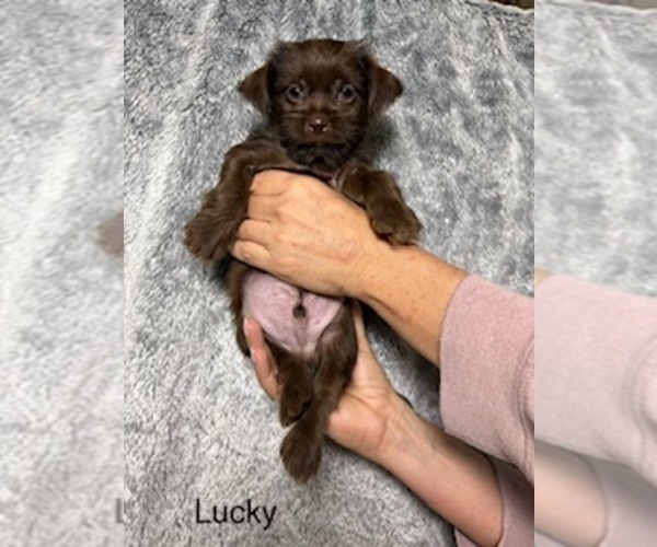 Medium Photo #10 Shorkie Tzu Puppy For Sale in SCOTTSDALE, AZ, USA