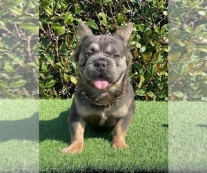 Father of the French Bulldog puppies born on 04/26/2025