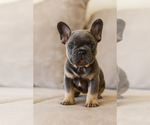 Puppy CRASH French Bulldog