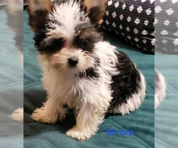 Medium Photo #2 Yorkshire Terrier Puppy For Sale in CONKLIN, NY, USA