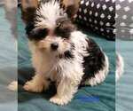 Small #1 Yorkshire Terrier