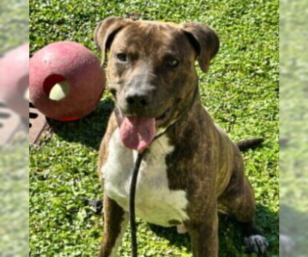 Medium Photo #3 American Pit Bull Terrier Puppy For Sale in St. Cloud, FL, USA