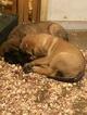Small Photo #4 Mastiff Puppy For Sale in GLENWOOD, MN, USA