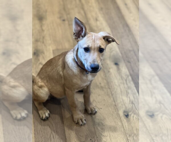 Medium Photo #4 Mutt Puppy For Sale in Dana Point, CA, USA