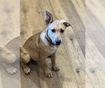 Small #3 Mutt