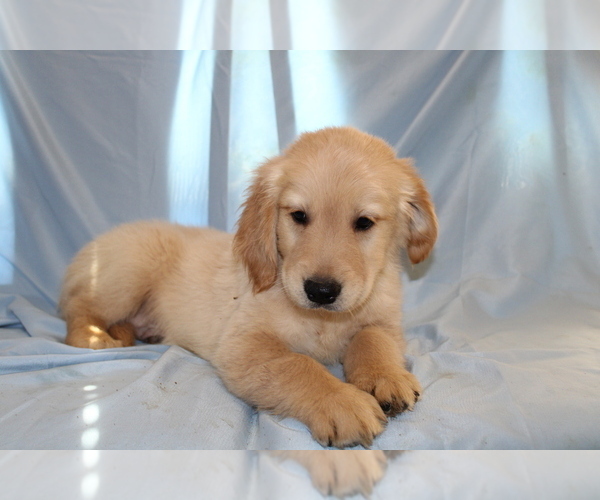 Medium Photo #2 Golden Retriever Puppy For Sale in BLOOMINGTON, IN, USA