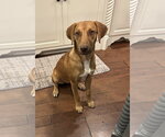 Small Photo #2 Bagle Hound Puppy For Sale in Parker Ford, PA, USA
