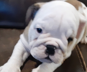 English Bulldogge Puppy for sale in WARRENTON, MO, USA