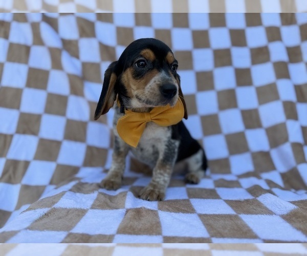 Medium Photo #4 Beagle Puppy For Sale in LAKELAND, FL, USA