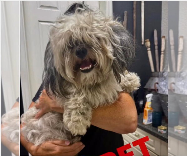 Medium Photo #2 Shih Apso Puppy For Sale in Valrico, FL, USA