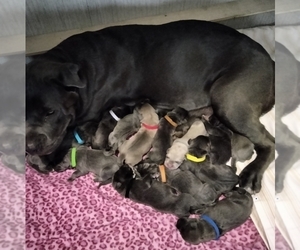 Cane Corso Litter for sale in THE VILLAGES, FL, USA