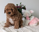 Small #4 Goldendoodle (Miniature)