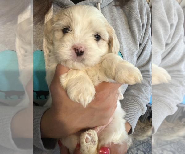 Medium Photo #2 Maltese-Unknown Mix Puppy For Sale in Rockville, MD, USA