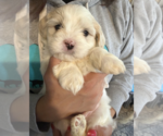 Small #1 Maltese Mix