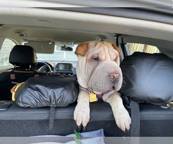 Medium Photo #3 Chinese Shar-Pei Puppy For Sale in Prescott, Ontario, Canada