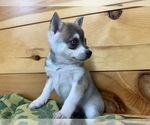Small #3 Alaskan Klee Kai-Pomeranian Mix