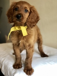 Goldendoodle Puppy for sale in LAKELAND, FL, USA