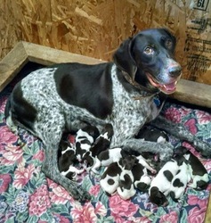 German Shorthaired Pointer Puppy for sale in ENID, OK, USA