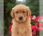 Small #4 Golden Retriever