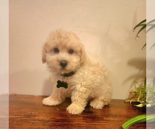 Medium Photo #3 Poodle (Miniature)-Poodle (Toy) Mix Puppy For Sale in INDIANAPOLIS, IN, USA