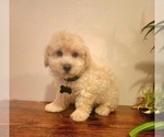 Small #2 Poodle (Miniature)-Poodle (Toy) Mix