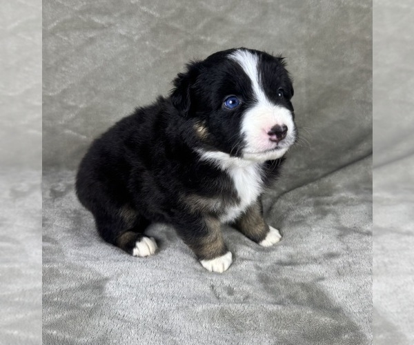Medium Photo #12 Australian Shepherd Puppy For Sale in SALISBURY, NC, USA