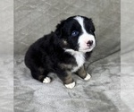 Small Photo #12 Australian Shepherd Puppy For Sale in SALISBURY, NC, USA