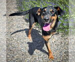 Small #1 Doberman Pinscher Mix
