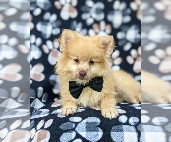 Medium Photo #7 Pomeranian Puppy For Sale in OXFORD, PA, USA