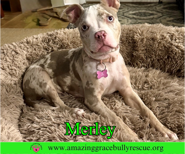 Medium Photo #4 American Bulldog-Unknown Mix Puppy For Sale in Milton, FL, USA