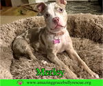 Small #3 American Bulldog Mix