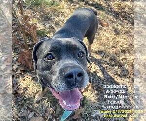 Medium Neapolitan Mastiff Mix