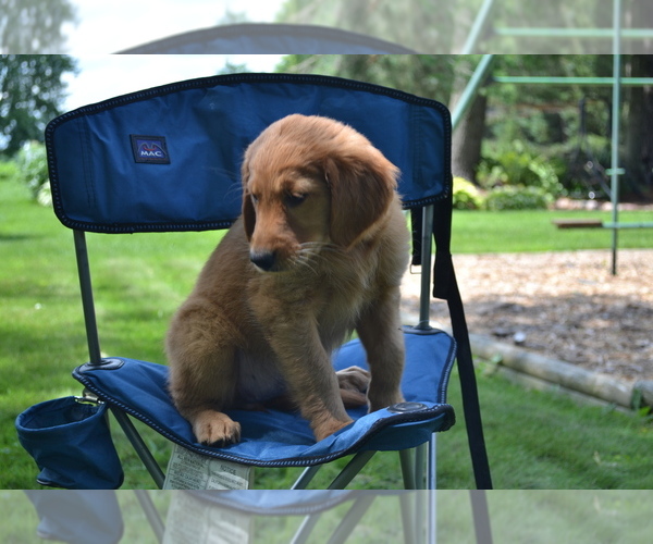 Medium Photo #31 Golden Retriever Puppy For Sale in GREENWOOD, WI, USA